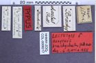 Etikette zu Agrypnus brachychaetus (NHMW-ZOO-COL-0008217)